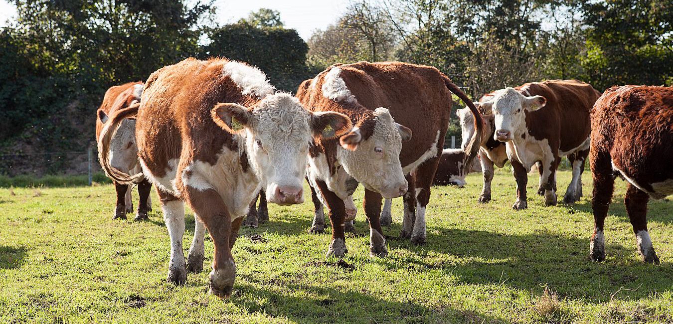 Hereford-Rinder Holtum